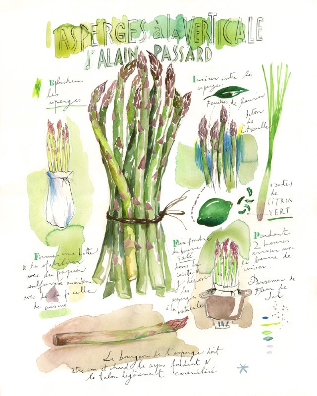 illustration lucile prache asperges.jpg - Lucile PRACHE | Virginie